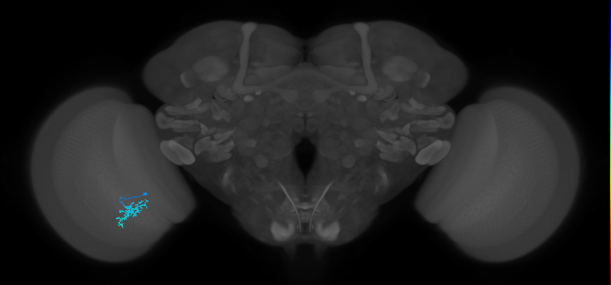 Dm15_L (MaleCNS:520716)