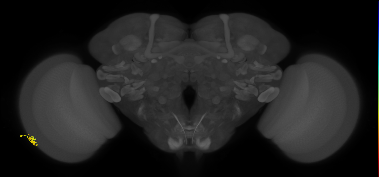 Dm15_L (MaleCNS:81954)