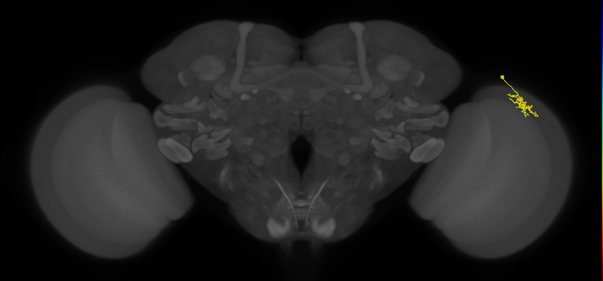 Dm15_R (MaleCNS:66578)