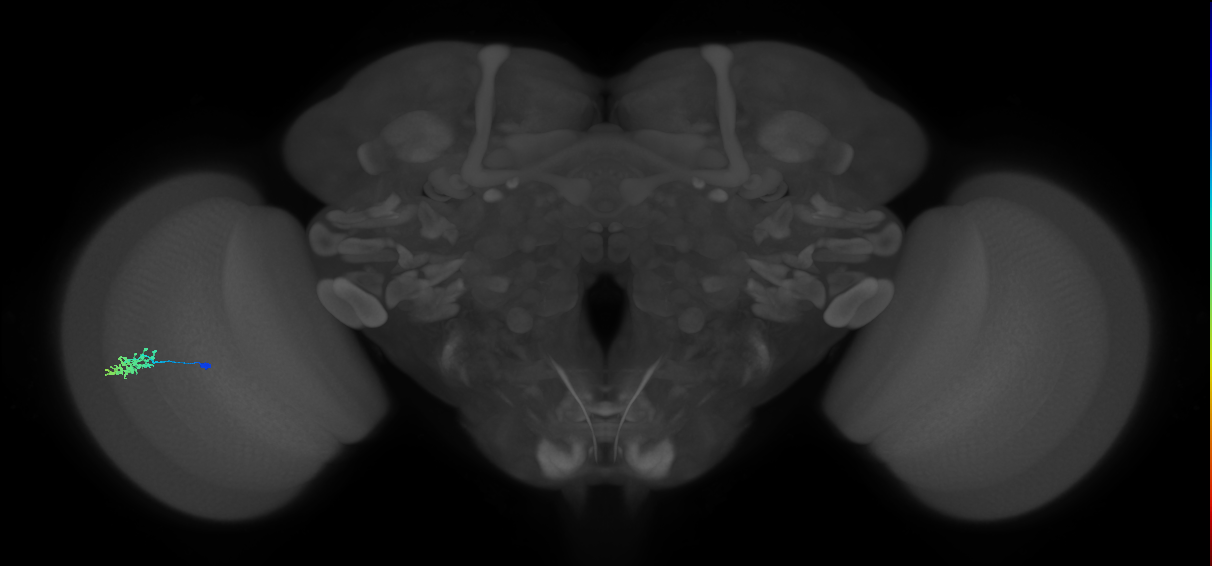 Dm15_L (MaleCNS:110941)