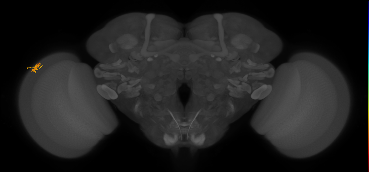 Dm15_L (MaleCNS:83027)