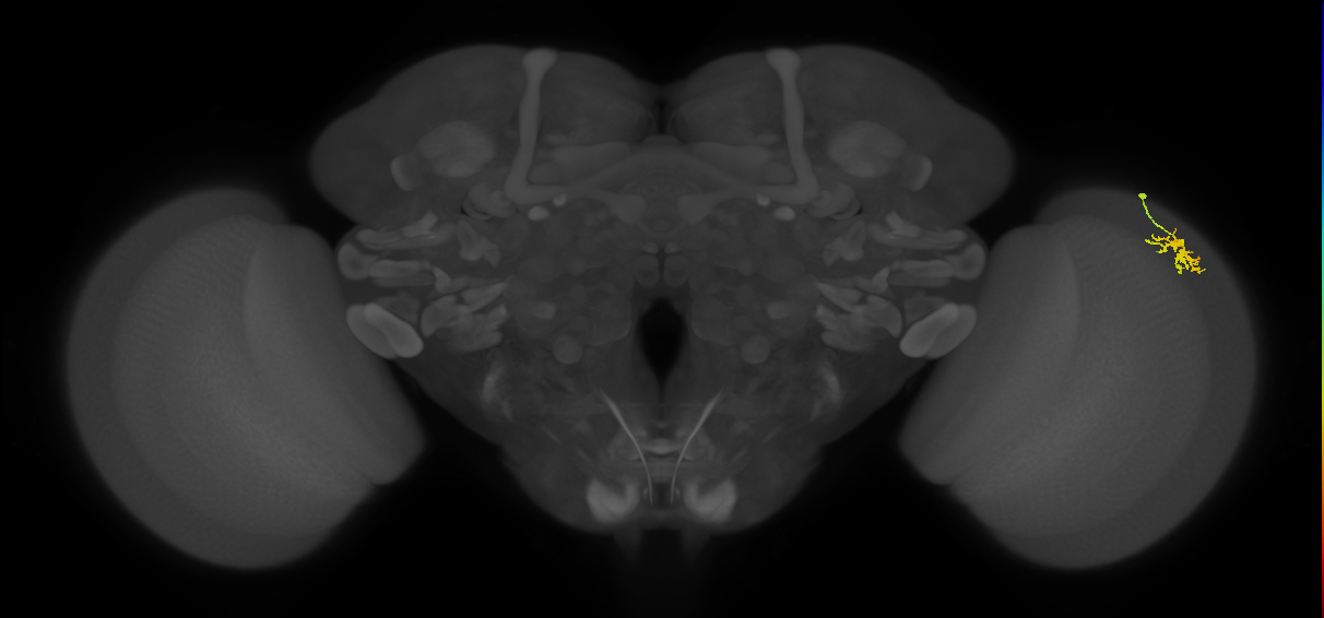 Dm15_R (MaleCNS:85549)