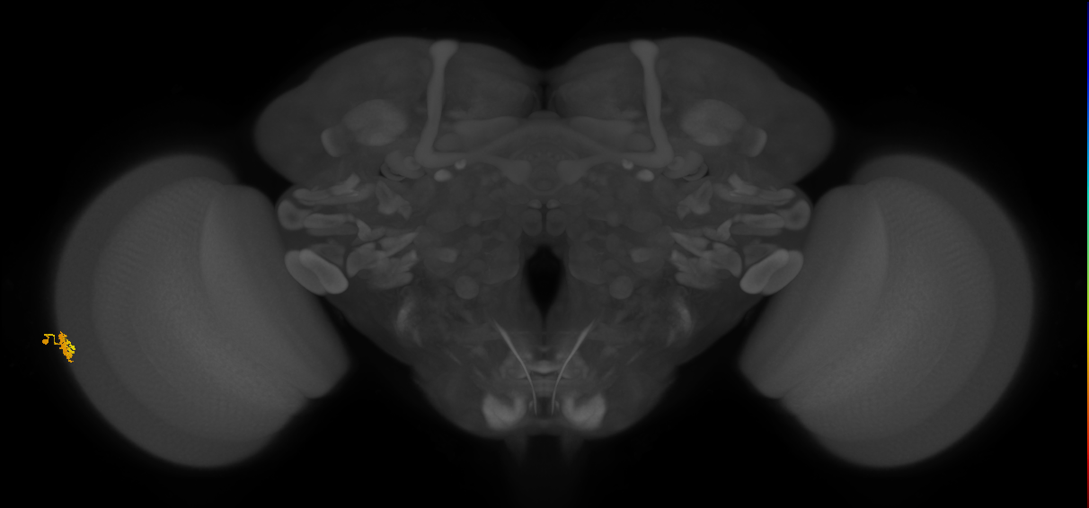 Dm15_L (MaleCNS:95437)
