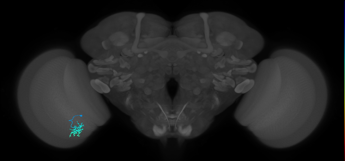 Dm15_L (MaleCNS:60181)