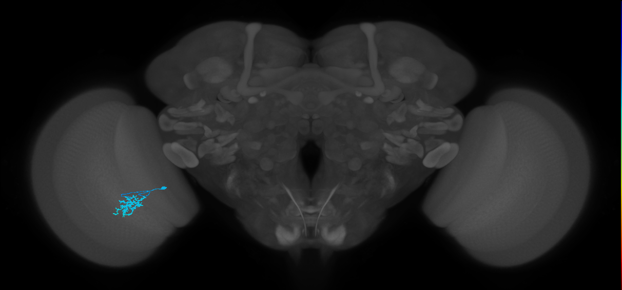 Dm15_L (MaleCNS:527369)