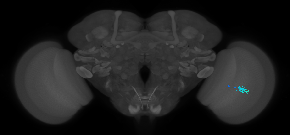 Dm15_R (MaleCNS:77385)