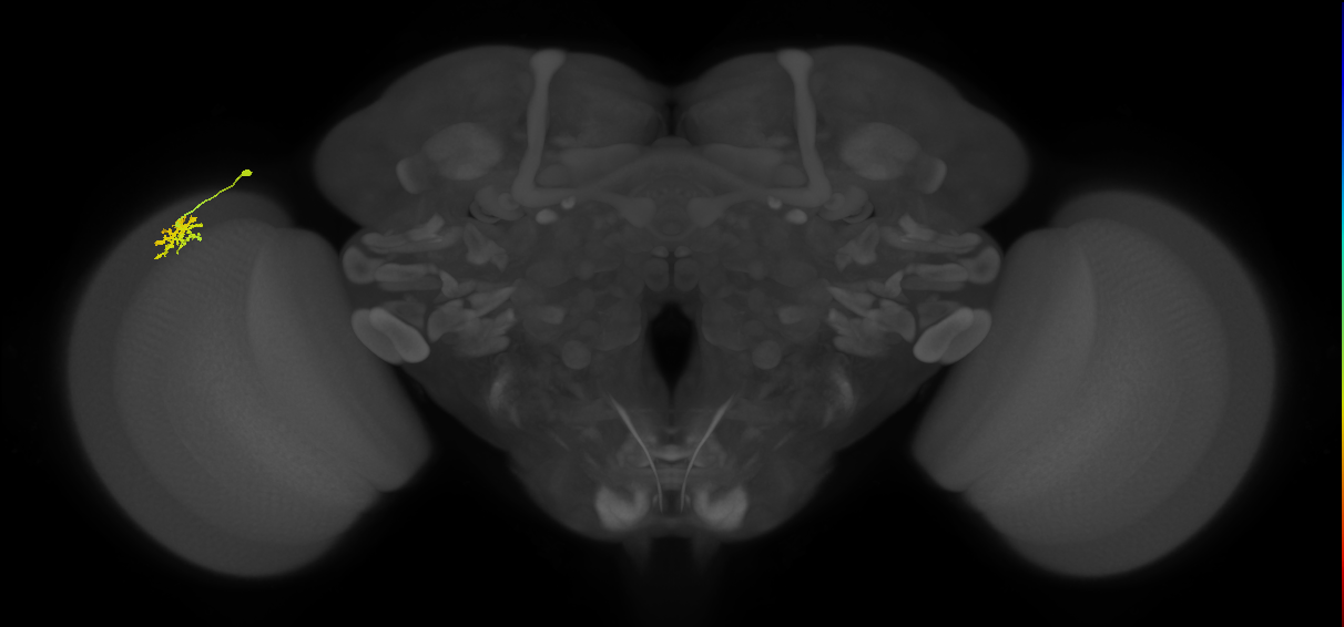 Dm15_L (MaleCNS:64316)