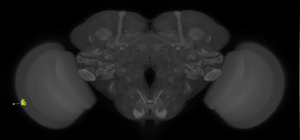 Dm15