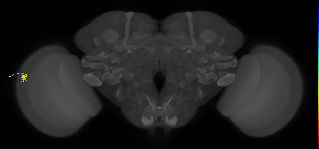 Dm15_L (MaleCNS:550252)