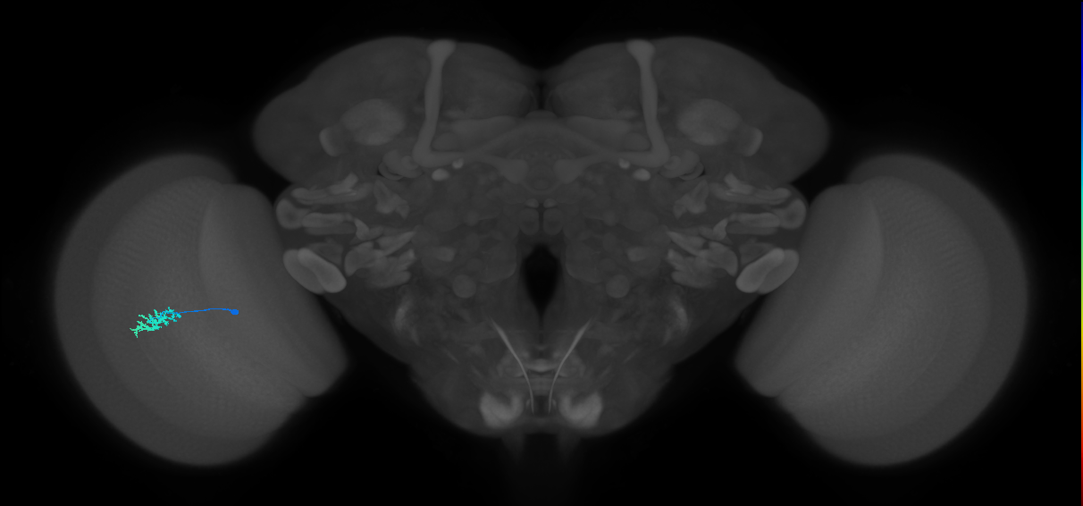 Dm15_L (MaleCNS:52254)