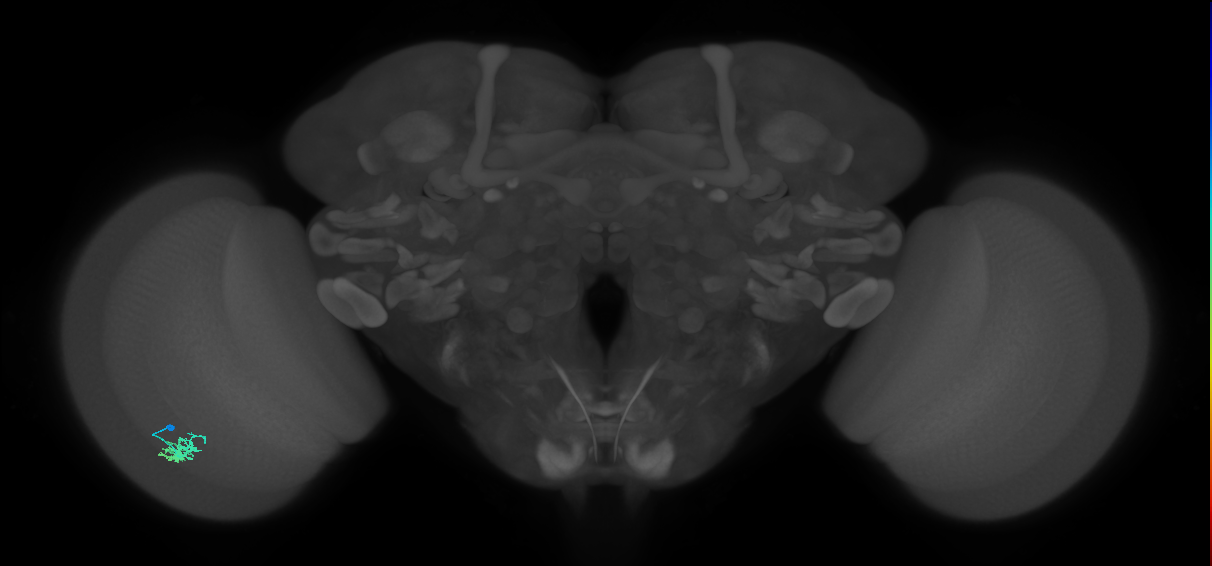 Dm15_L (MaleCNS:85879)