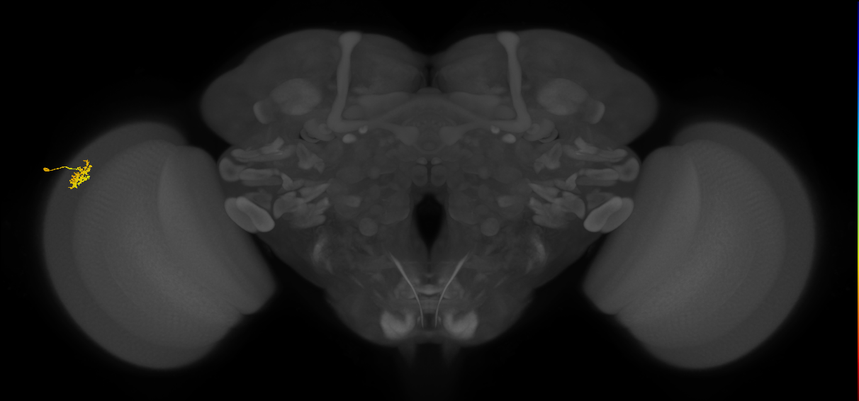 Dm15_L (MaleCNS:534840)