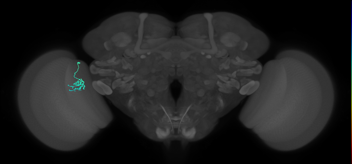 Dm15_L (MaleCNS:81113)