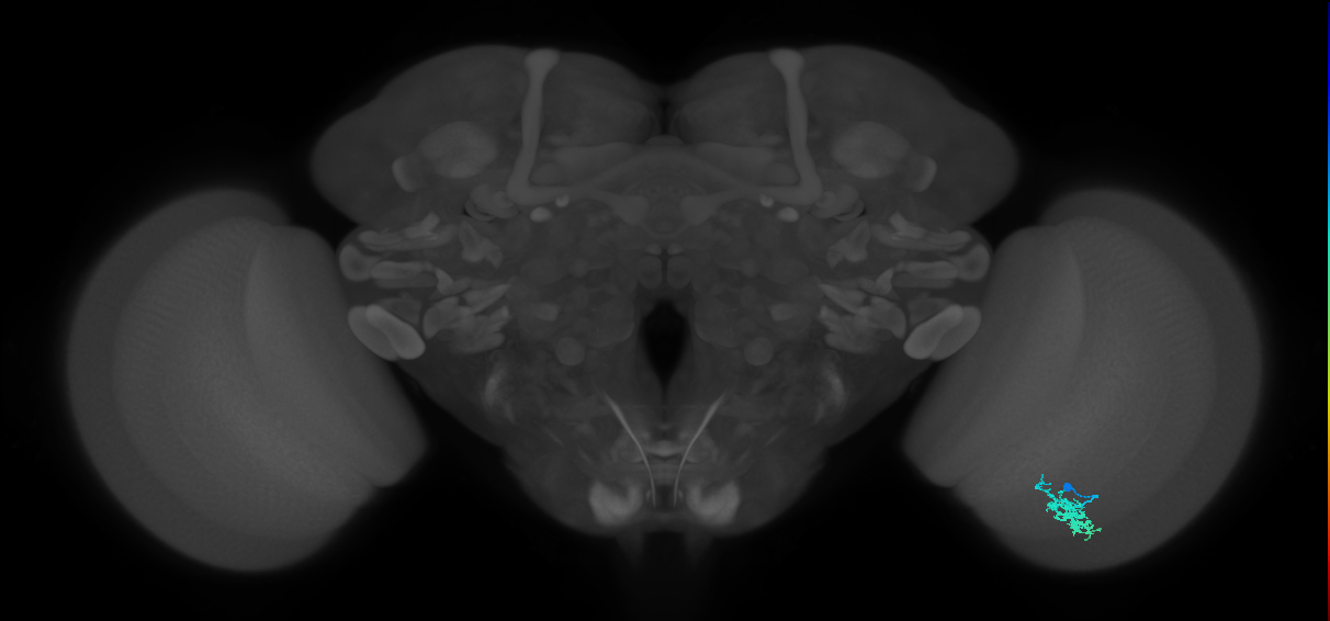 Dm15_R (MaleCNS:47893)