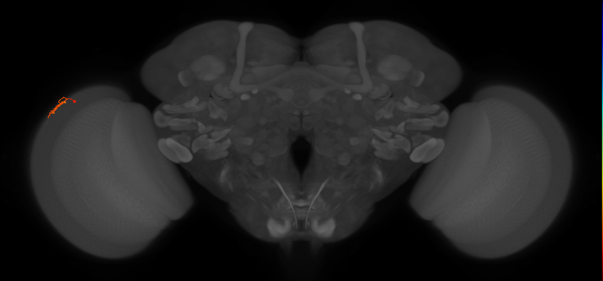 Dm15_L (MaleCNS:119143)