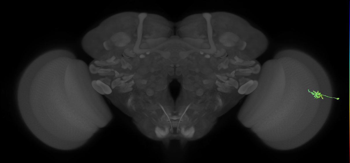 Dm15_R (MaleCNS:109049)