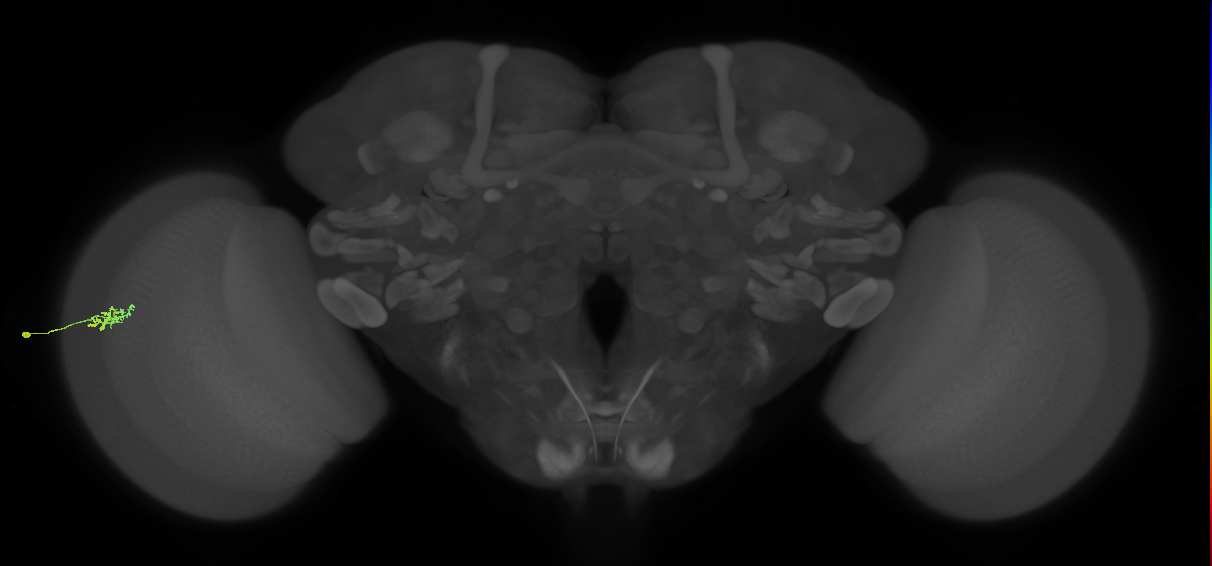Dm15_L (MaleCNS:104890)