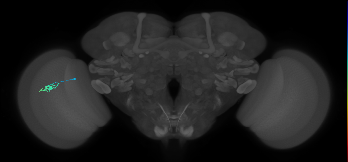 Dm15_L (MaleCNS:128998)