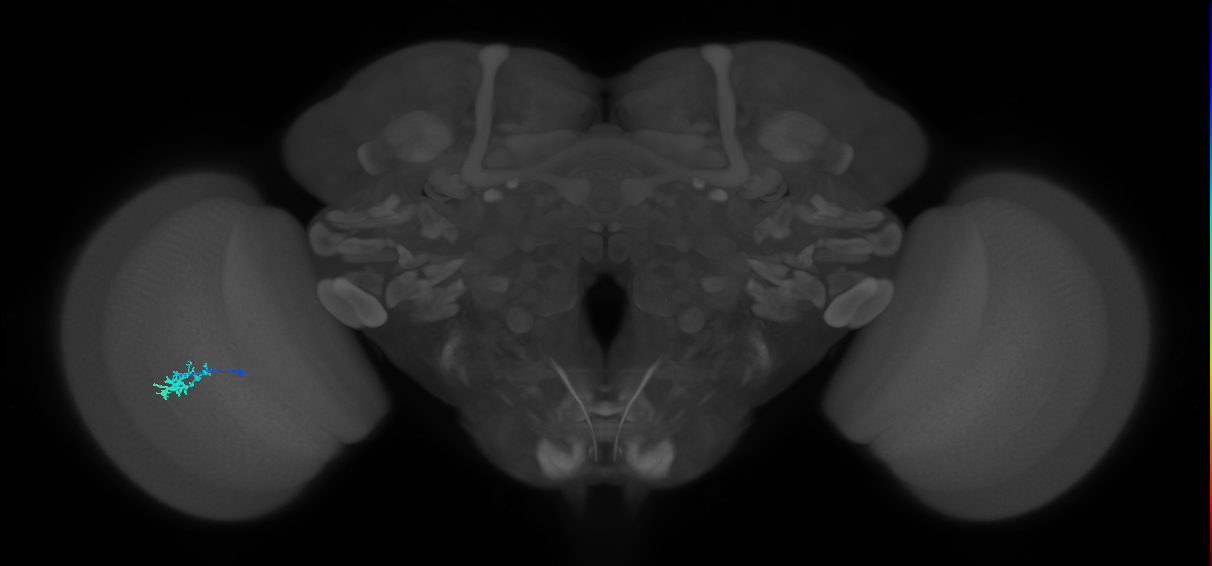 Dm15_L (MaleCNS:81769)