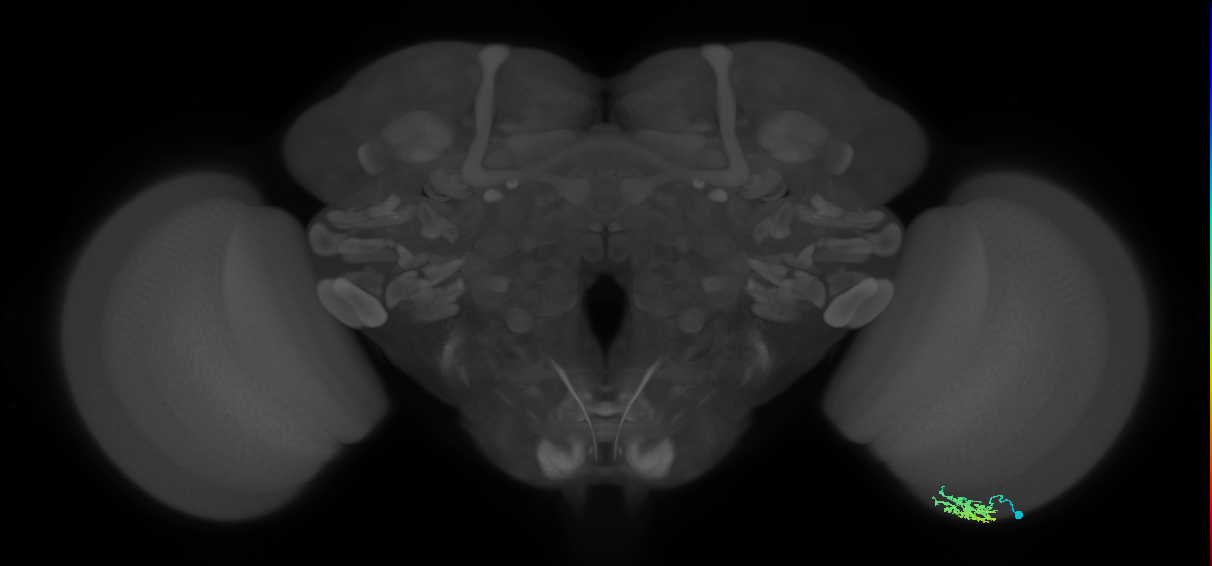 Dm15_R (MaleCNS:54069)