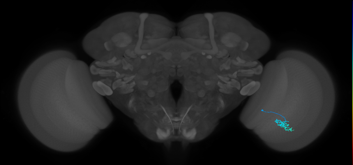 Dm15_R (MaleCNS:71351)