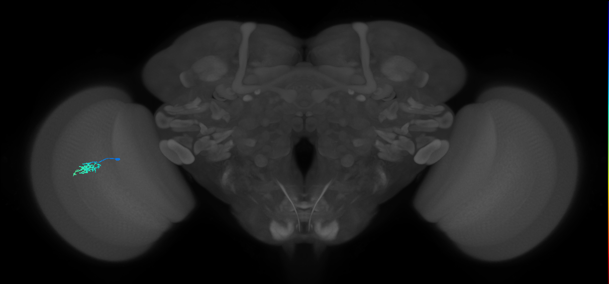 Dm15_L (MaleCNS:95506)