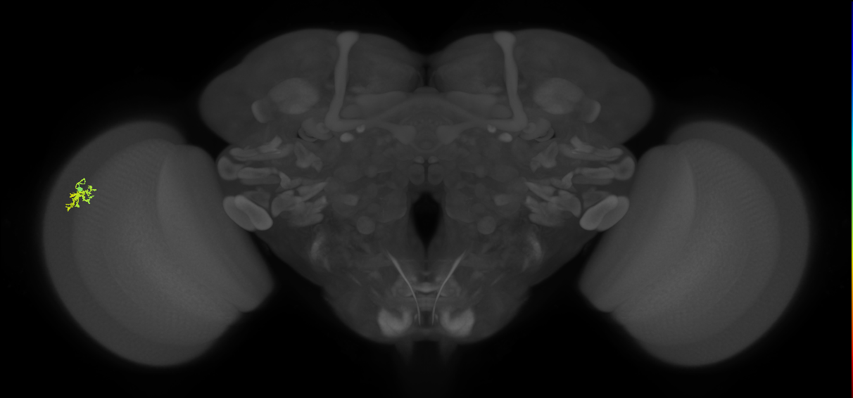 Dm15_L (MaleCNS:525911)