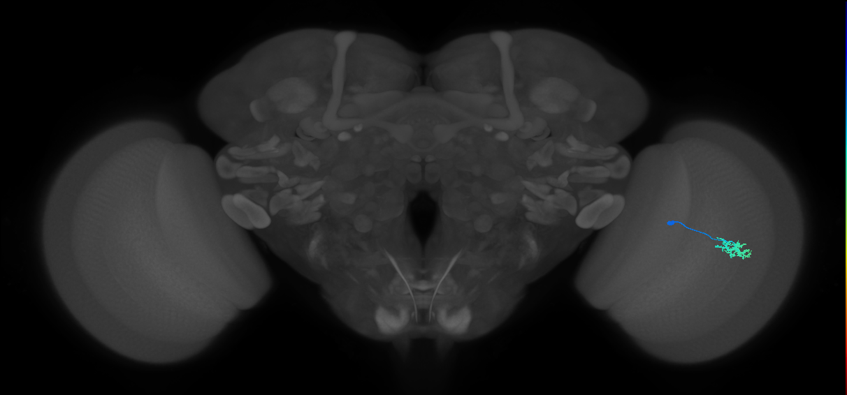 Dm15_R (MaleCNS:74720)