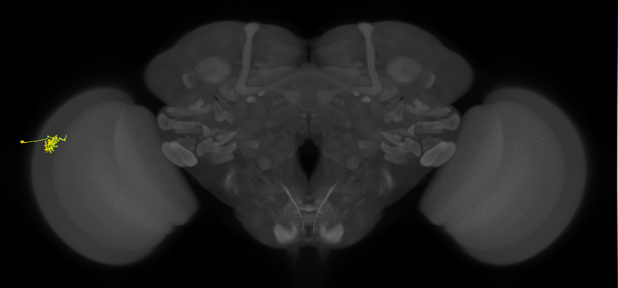 Dm15_L (MaleCNS:79666)