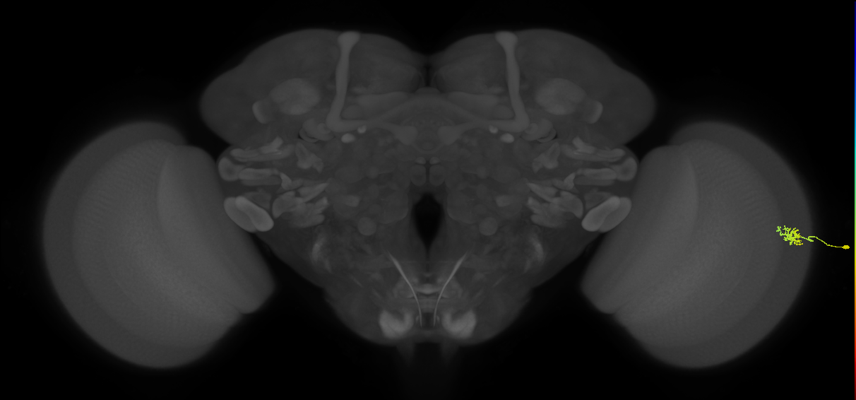 Dm15_R (MaleCNS:83650)