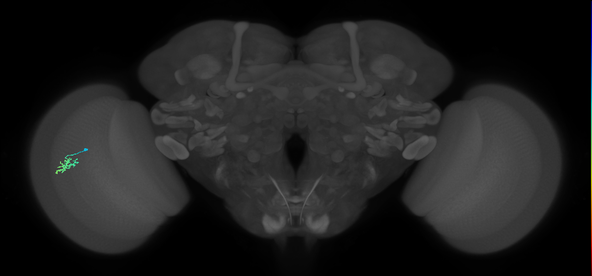 Dm15_L (MaleCNS:549470)