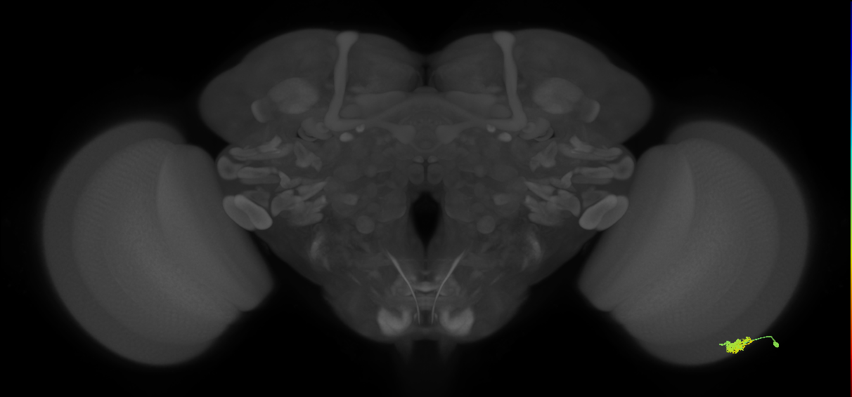 Dm15_R (MaleCNS:61429)