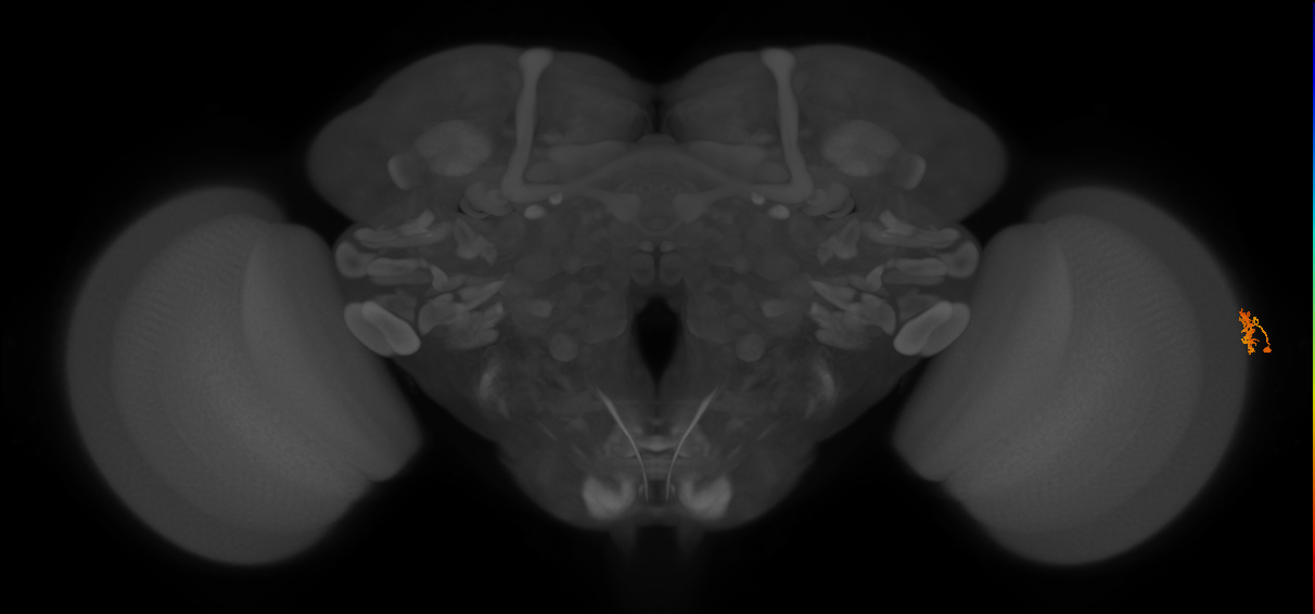Dm15_R (MaleCNS:97920)