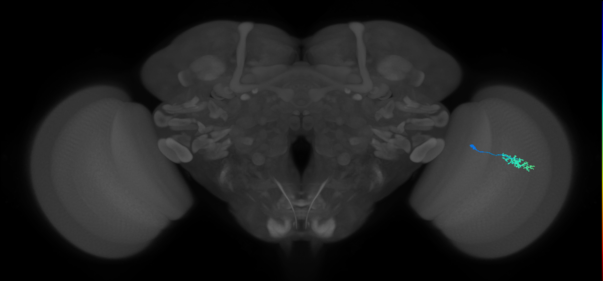 Dm15_R (MaleCNS:123607)