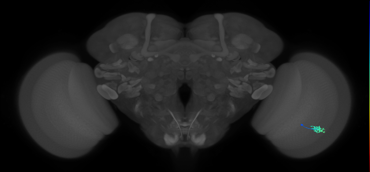 Dm15_R (MaleCNS:78298)