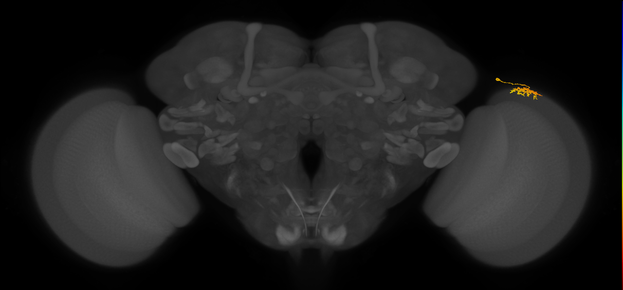 Dm15_R (MaleCNS:77657)