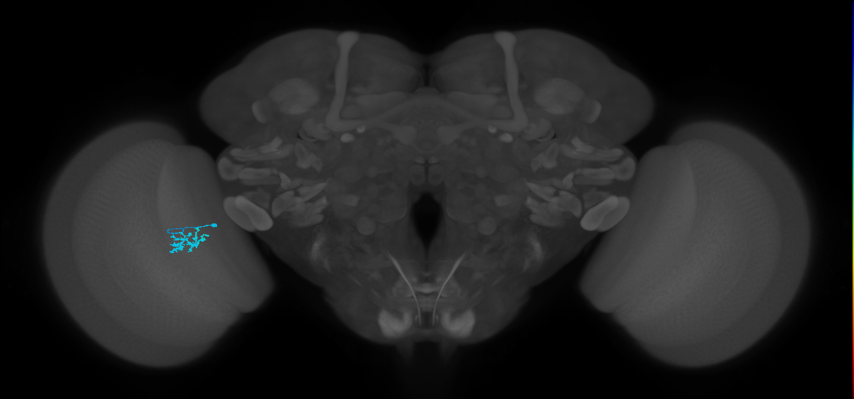 Dm15_L (MaleCNS:130759)
