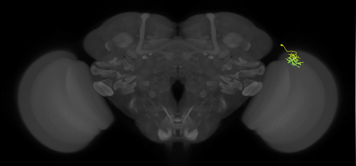 Dm15_R (MaleCNS:67842)