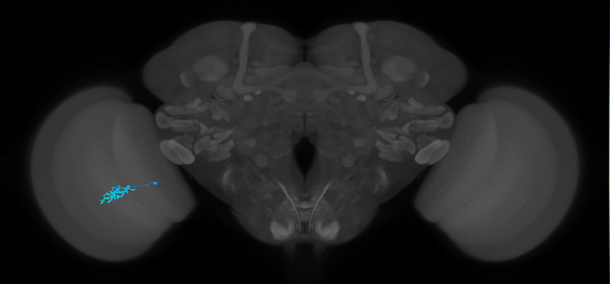 Dm15_L (MaleCNS:188489)