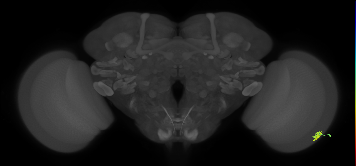 Dm15_R (MaleCNS:61387)