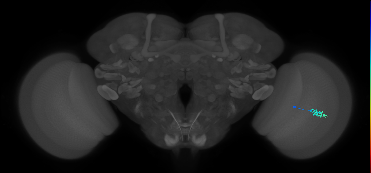 Dm15_R (MaleCNS:74864)