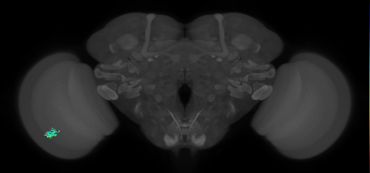 Dm15_L (MaleCNS:77455)