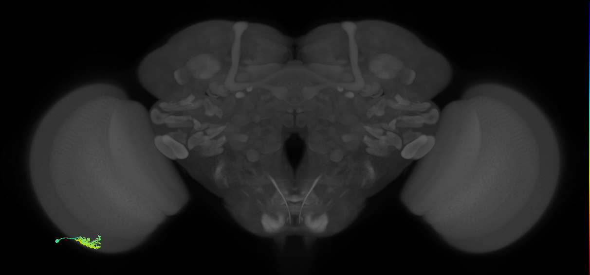 Dm15_L (MaleCNS:535109)