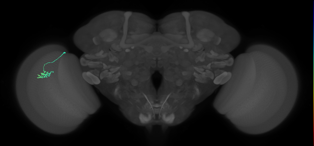 Dm15_L (MaleCNS:514218)