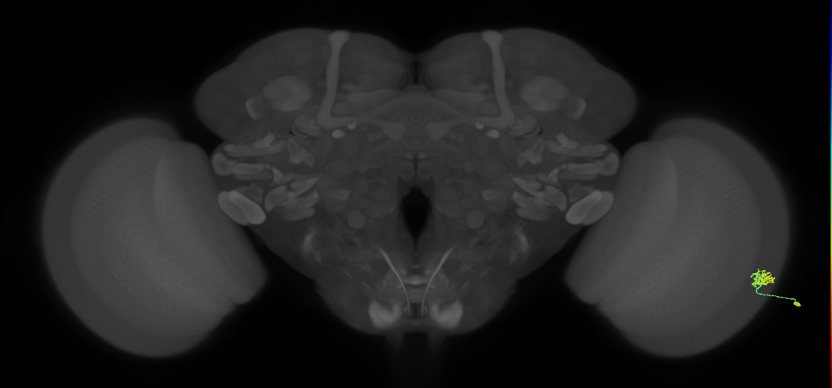 Dm15_R (MaleCNS:69306)
