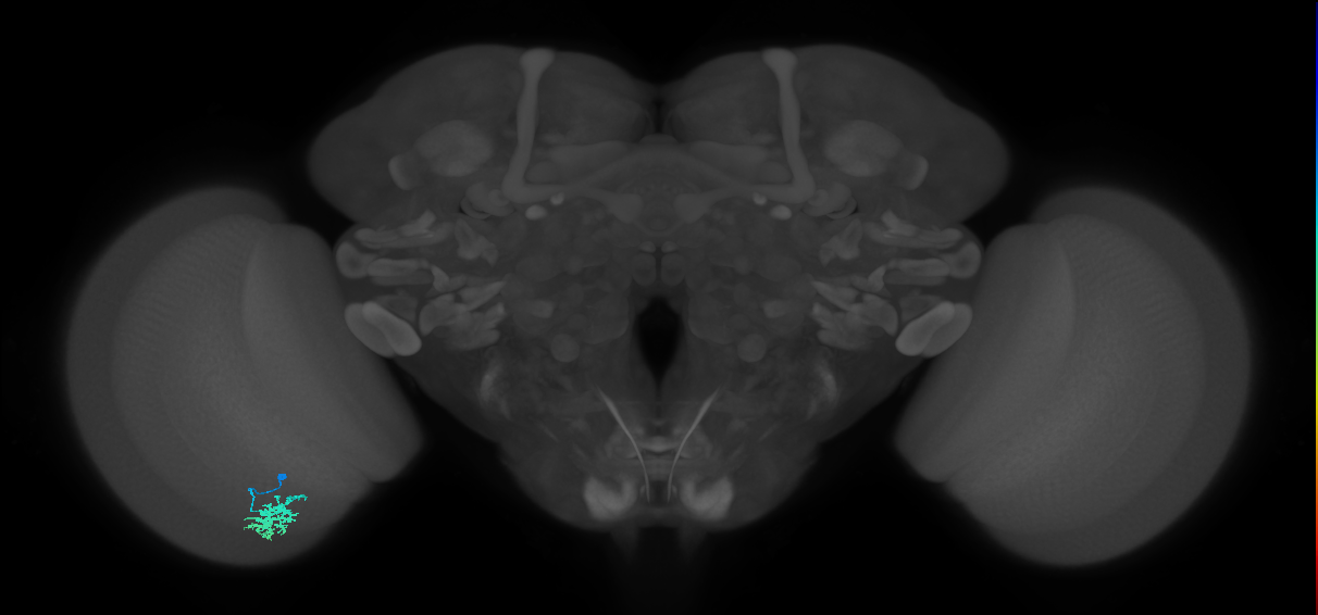 Dm15_L (MaleCNS:46470)