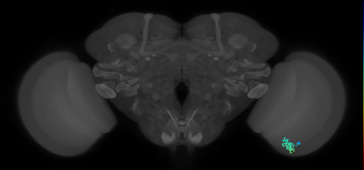 Dm15_R (MaleCNS:52584)