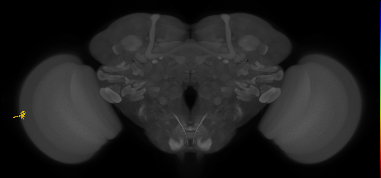 Dm15_L (MaleCNS:97945)