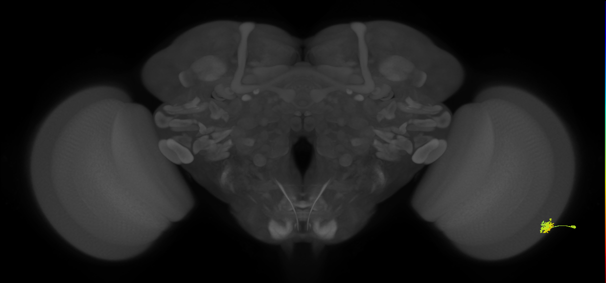 Dm15_R (MaleCNS:67909)