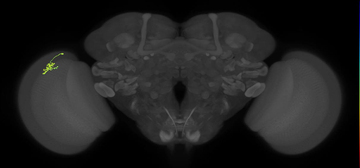 Dm15_L (MaleCNS:176497)